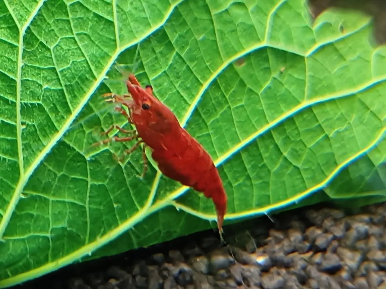 Billede 3 - Neocaridina Davidii Fire Red rejer 