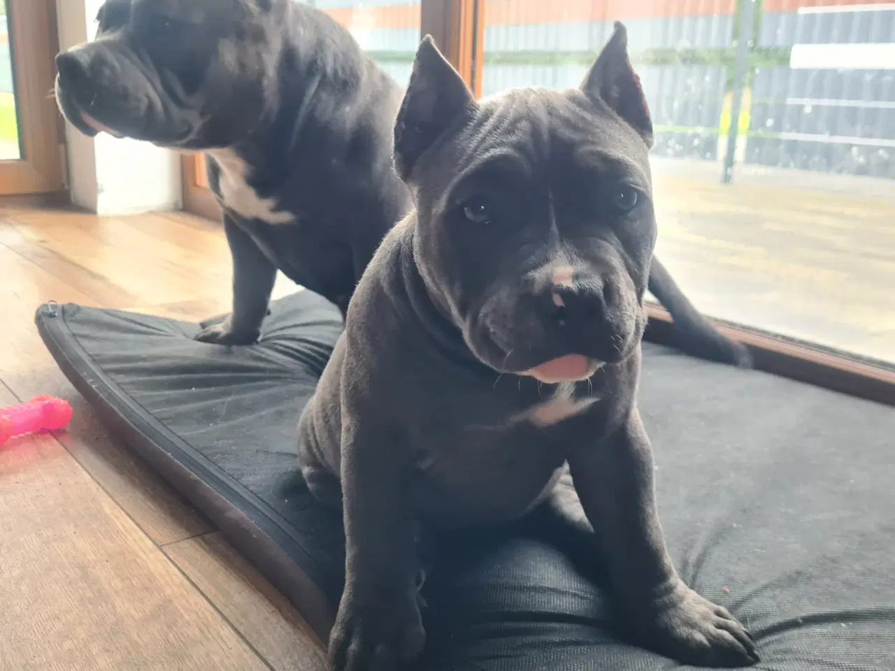 Billede 6 - American Bully Pige abkc 