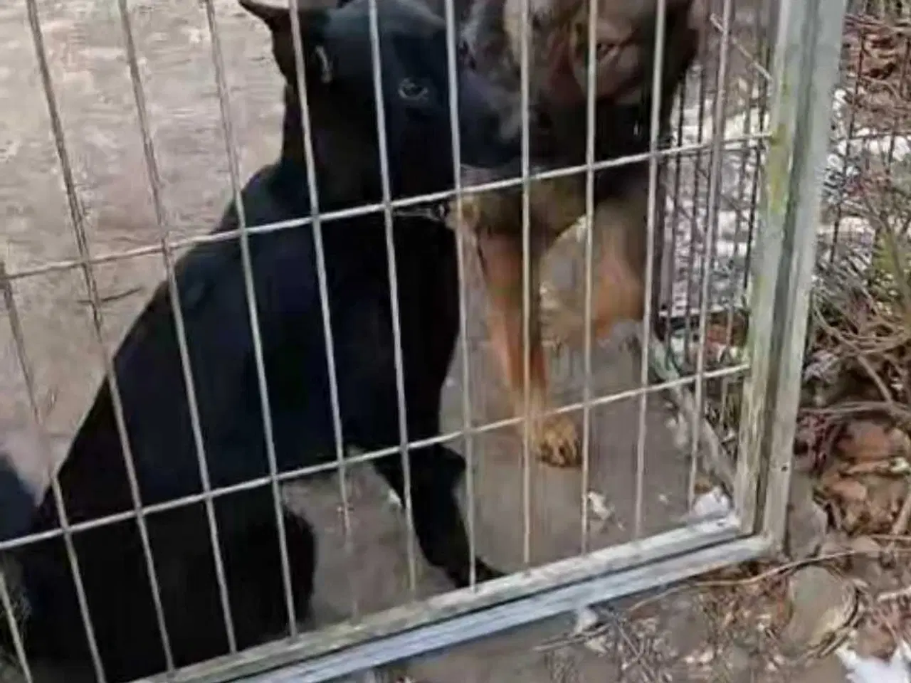 Billede 13 - Grå schæfer han