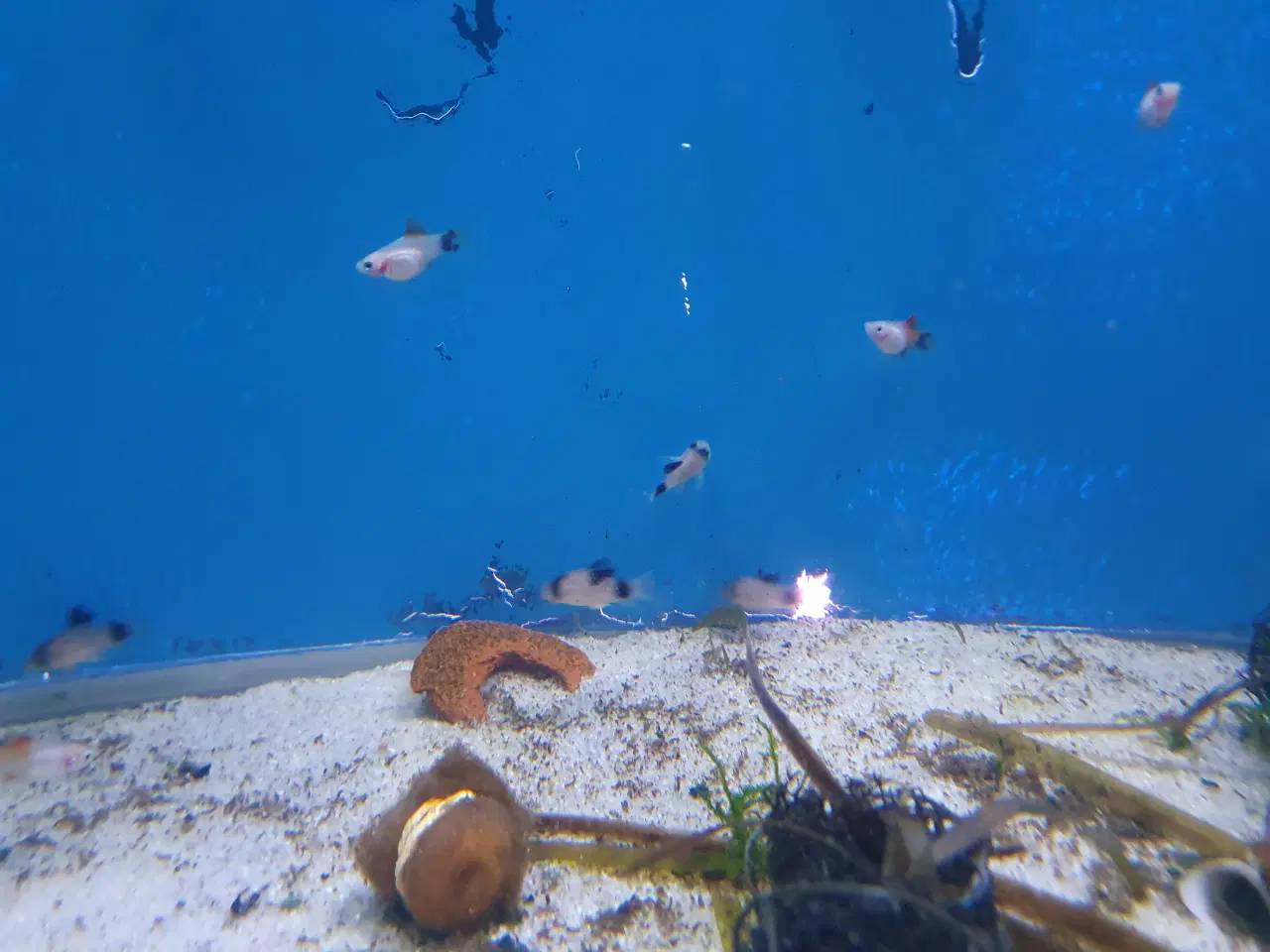 Billede 8 - Corydoras Panda sælges! 🐼