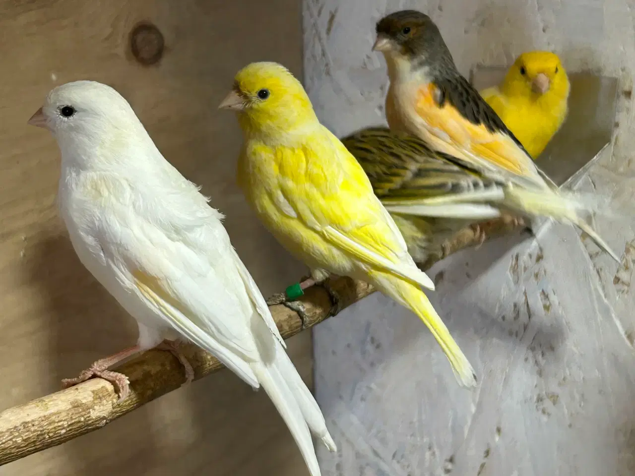 Billede 3 - Kanariefugle 