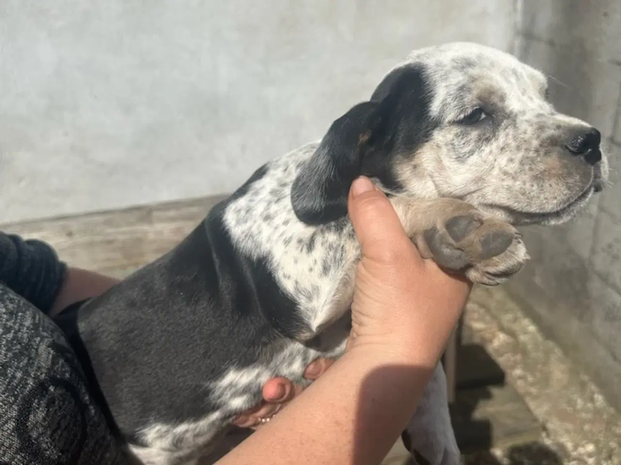 Billede 7 - Cocker spaniel/bull dog hvalpe 