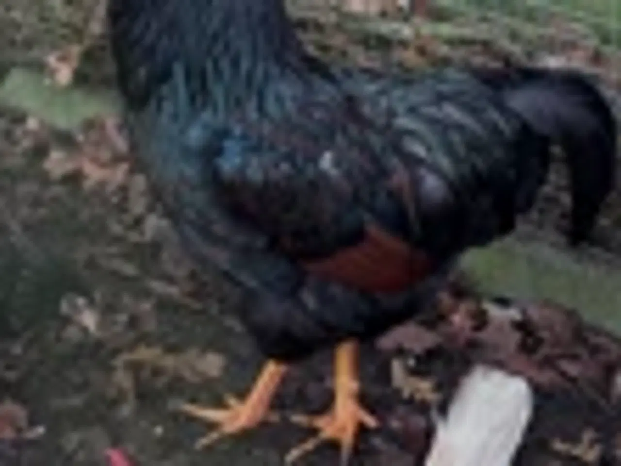 Billede 2 - Haner bortgives 6510 Gram