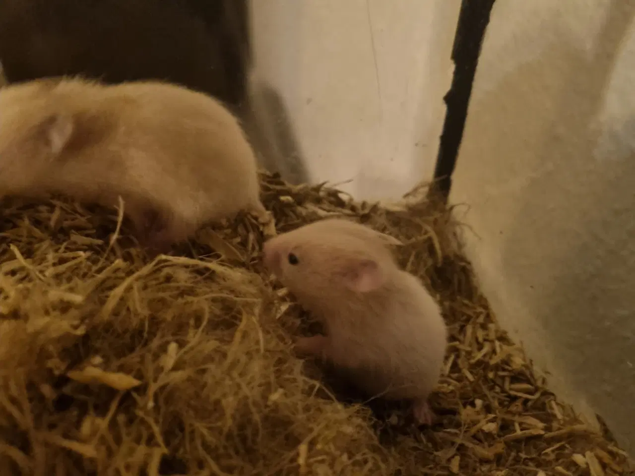 Billede 6 - 8 guldhamster unger søger nyt hjem