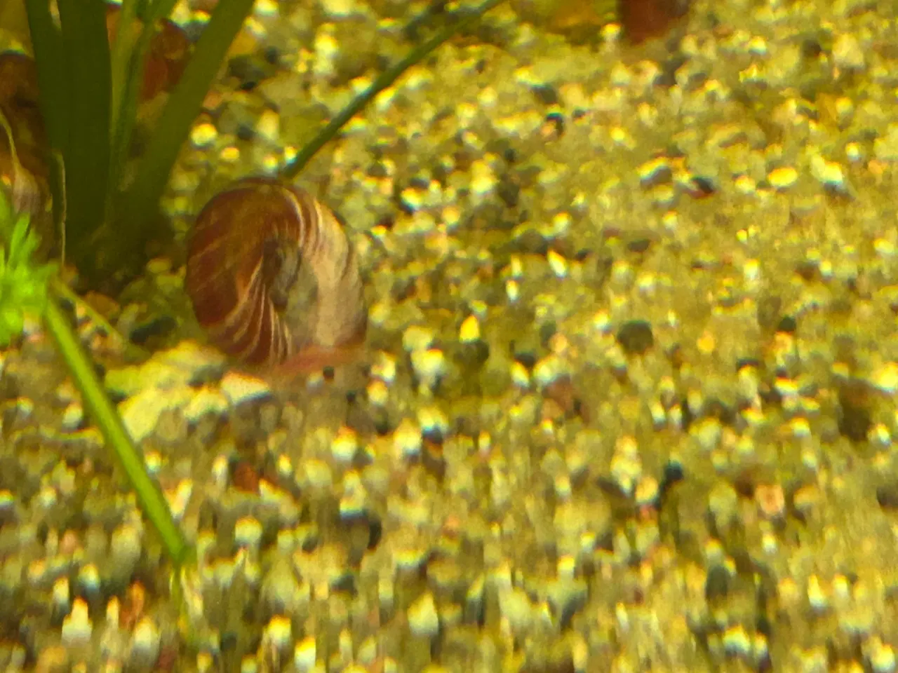 Billede 5 - 🧟‍♂️🐌 Zombie Posthornsnegle – VILDE striber!