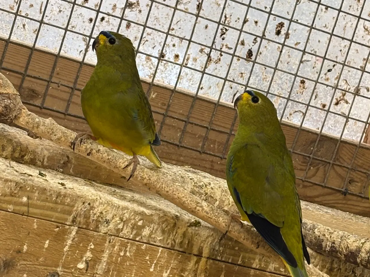 Billede 1 - Græsparakit elegant