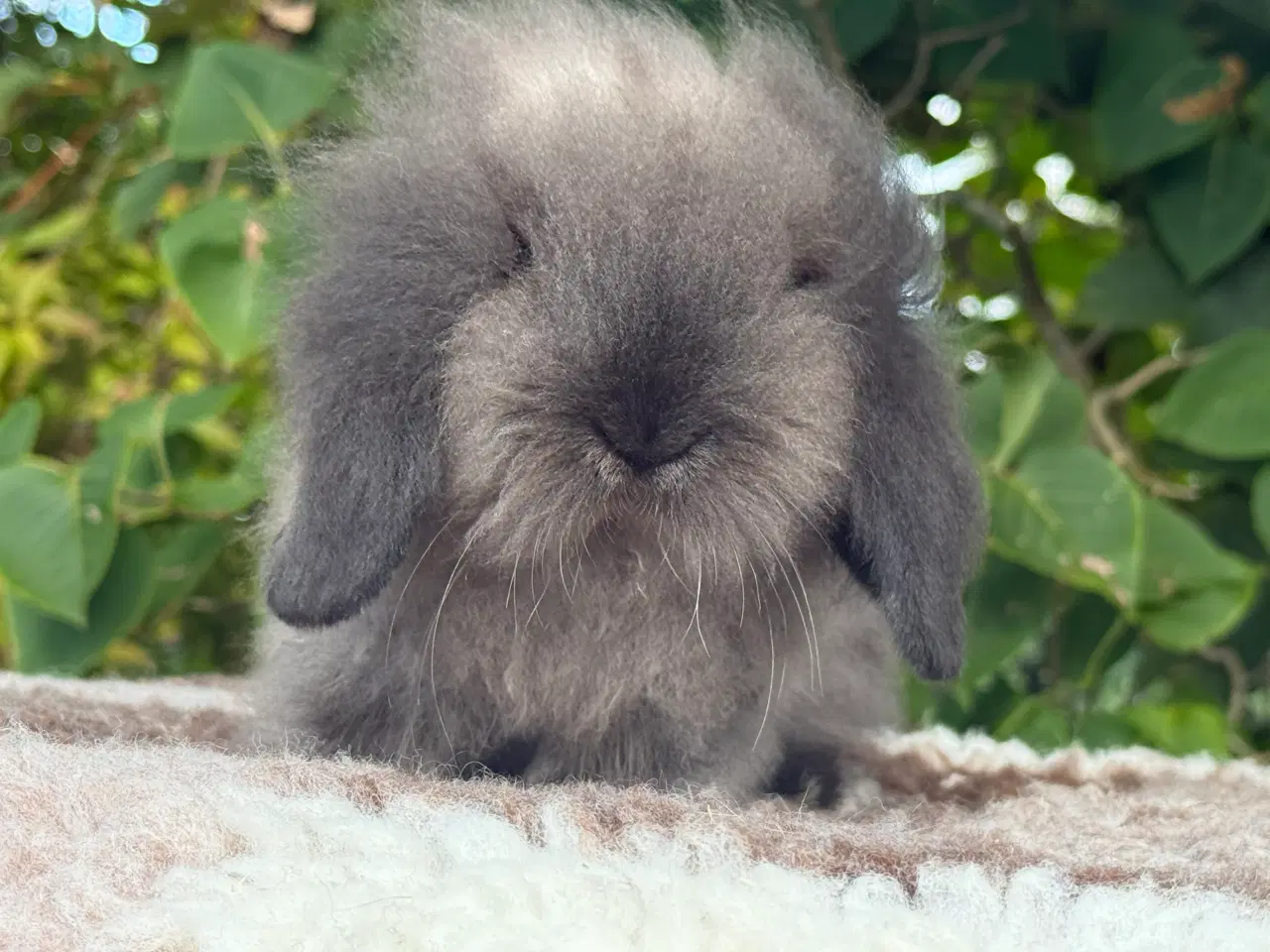Billede 7 - Mini lion lop