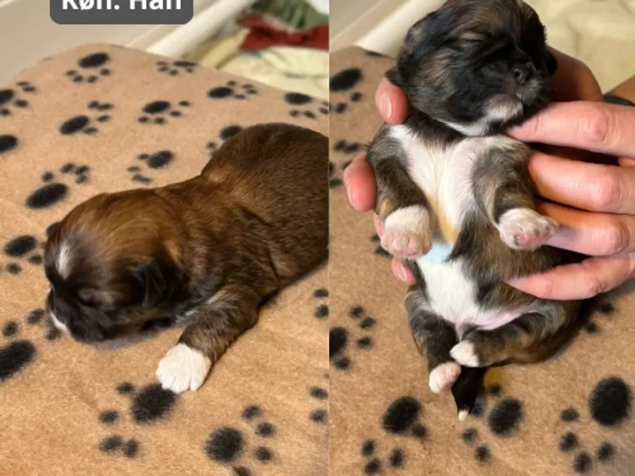 Billede 5 - Skønneste blandingshvalpe af Shih Tzu og Lhasa Aps