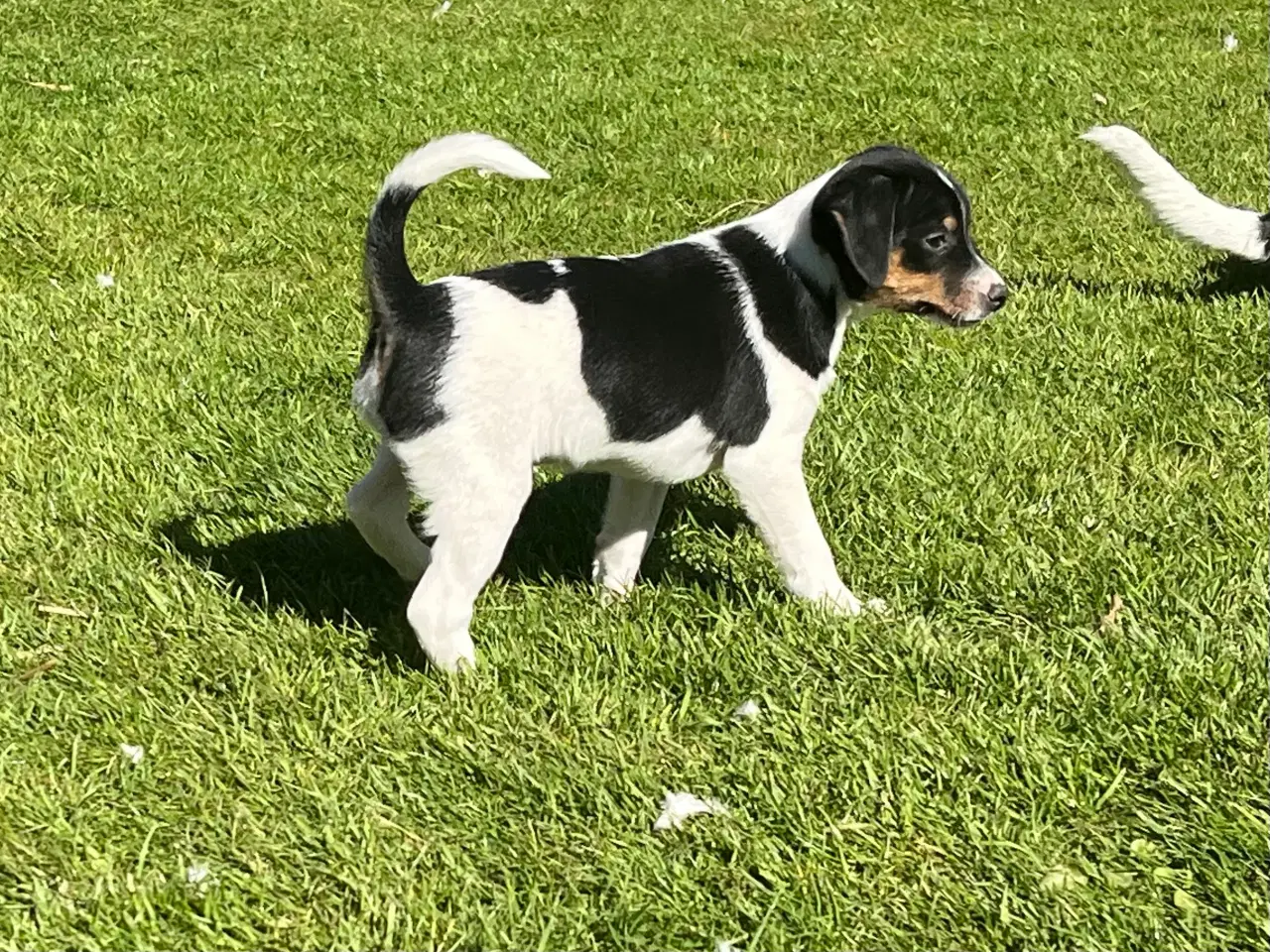 Billede 10 - 3 kvikke hanner