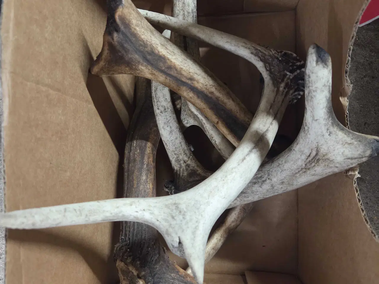 Billede 1 - Krondyr kødben 