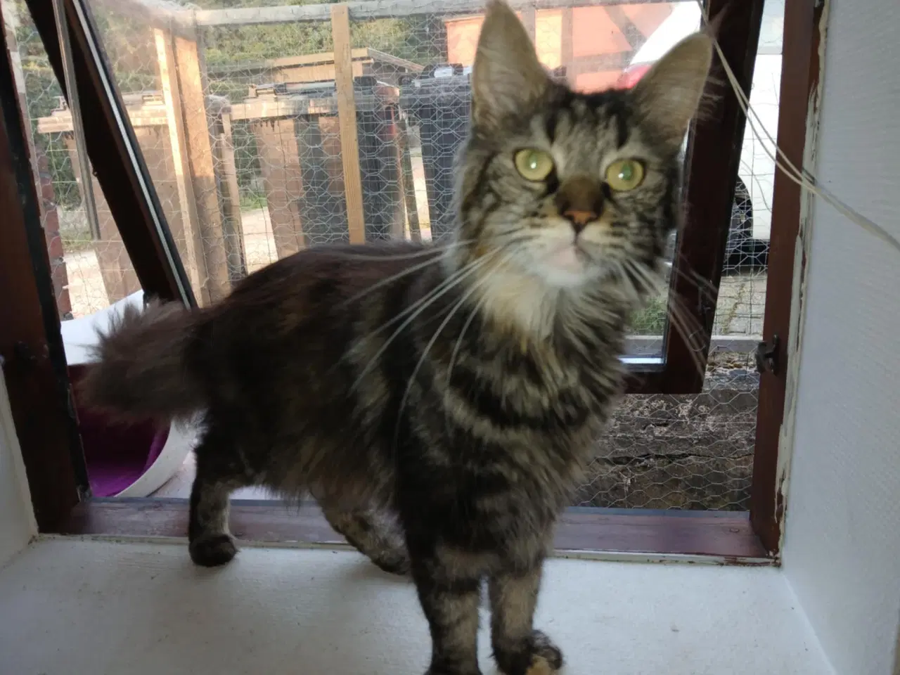 Billede 4 - Smuk lille Main coon pige