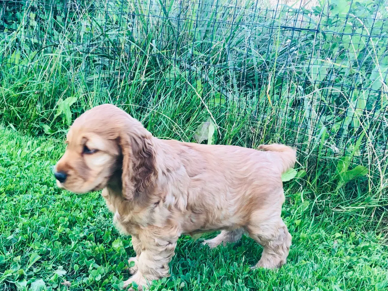 Billede 14 - Engelsk Cocker spaniel