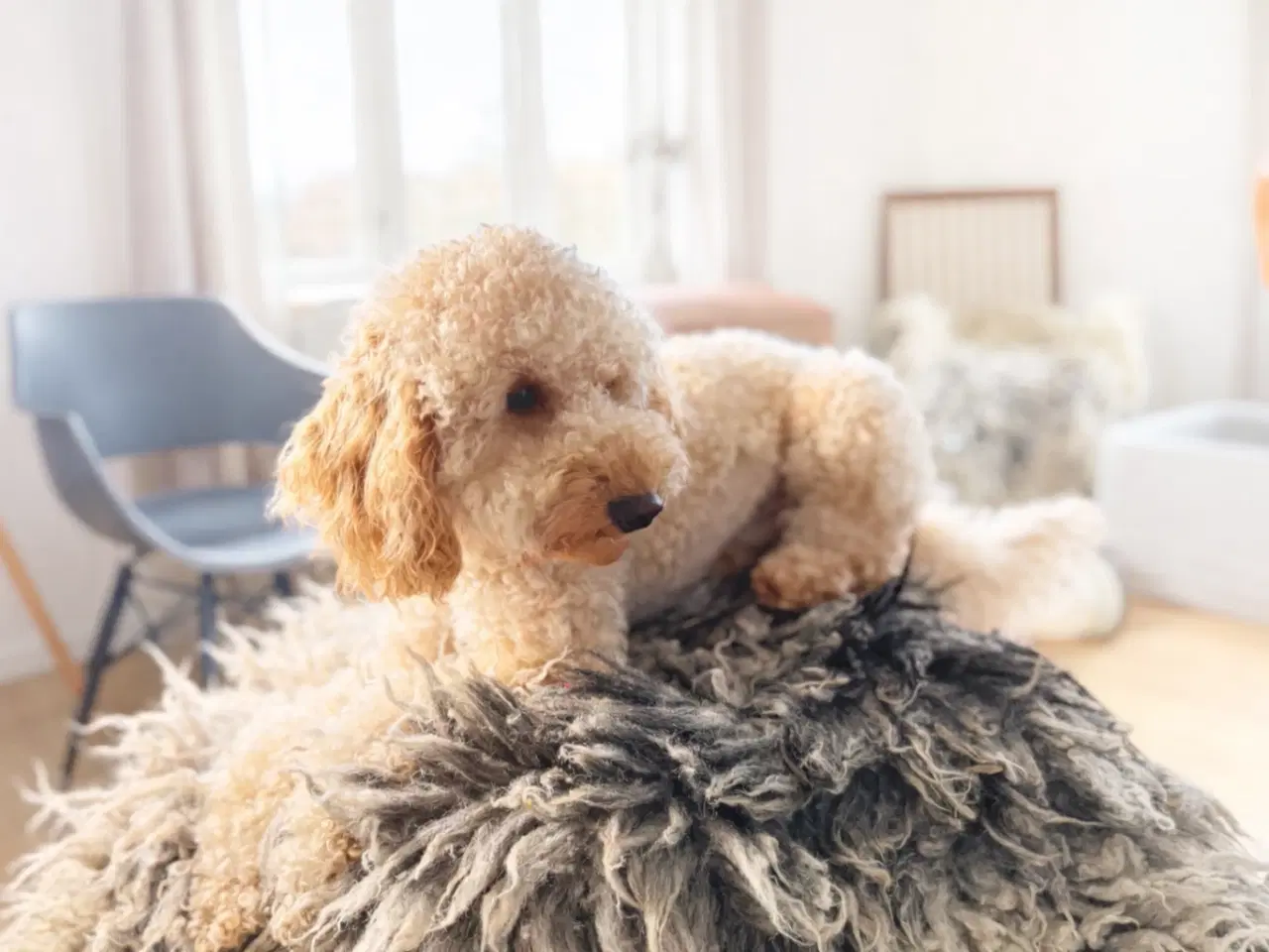 Billede 3 - Mellempuddel tibydes til avl. Røntgen og DNA teste