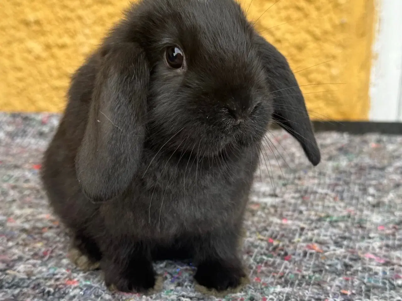 Billede 2 - Han Dværgvædder unge sælges 