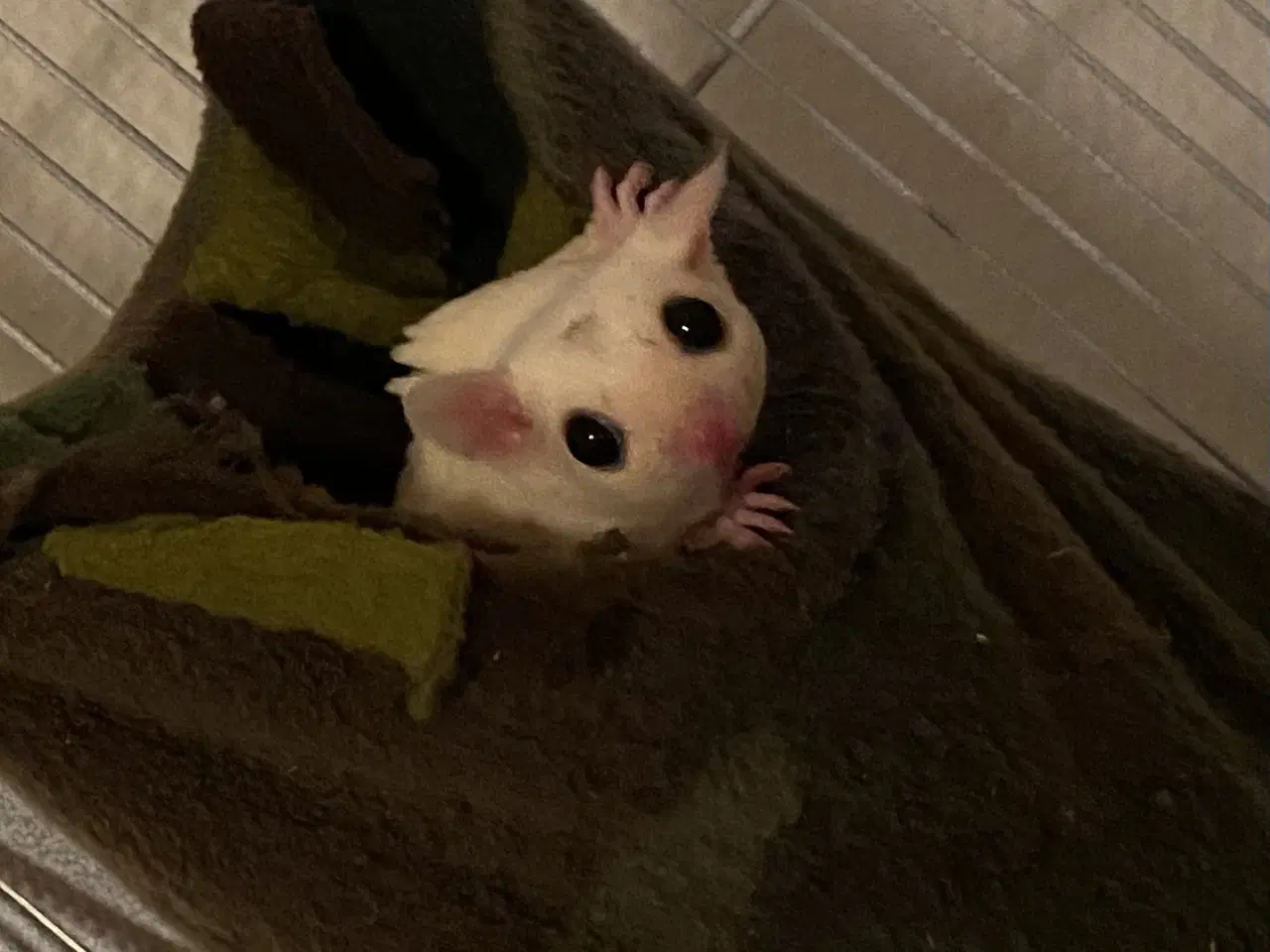 Billede 4 - 6 Sugar glider med stort bur