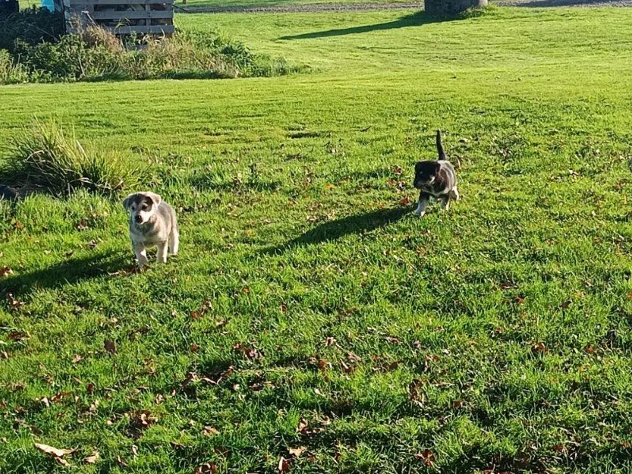 Billede 10 - Hvalpe mix