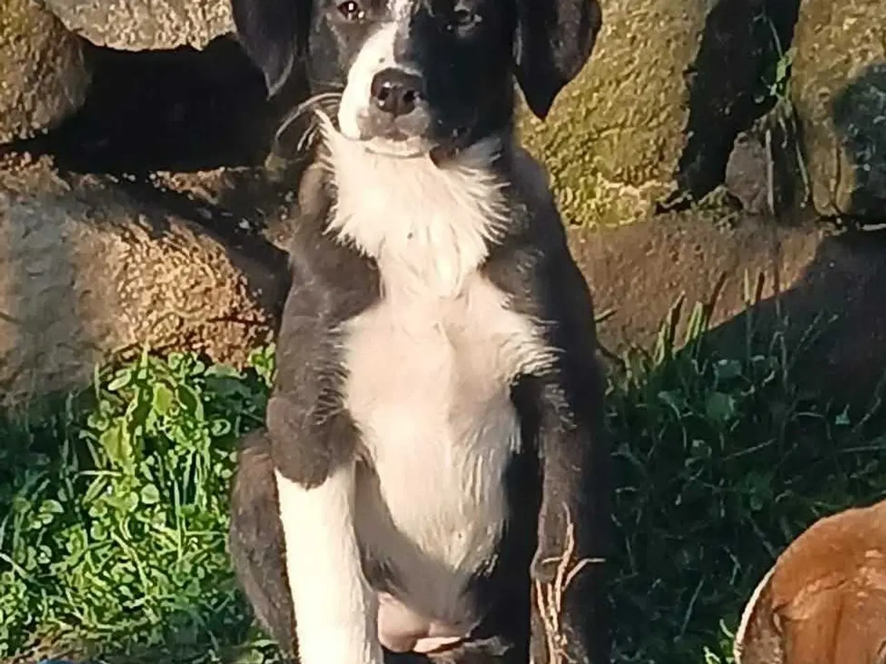 Billede 8 - Skønne Rikke søger sin første familie