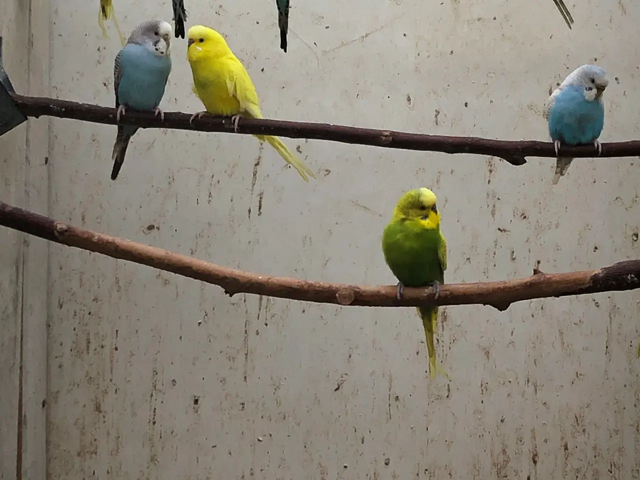 Billede 2 - Undulater