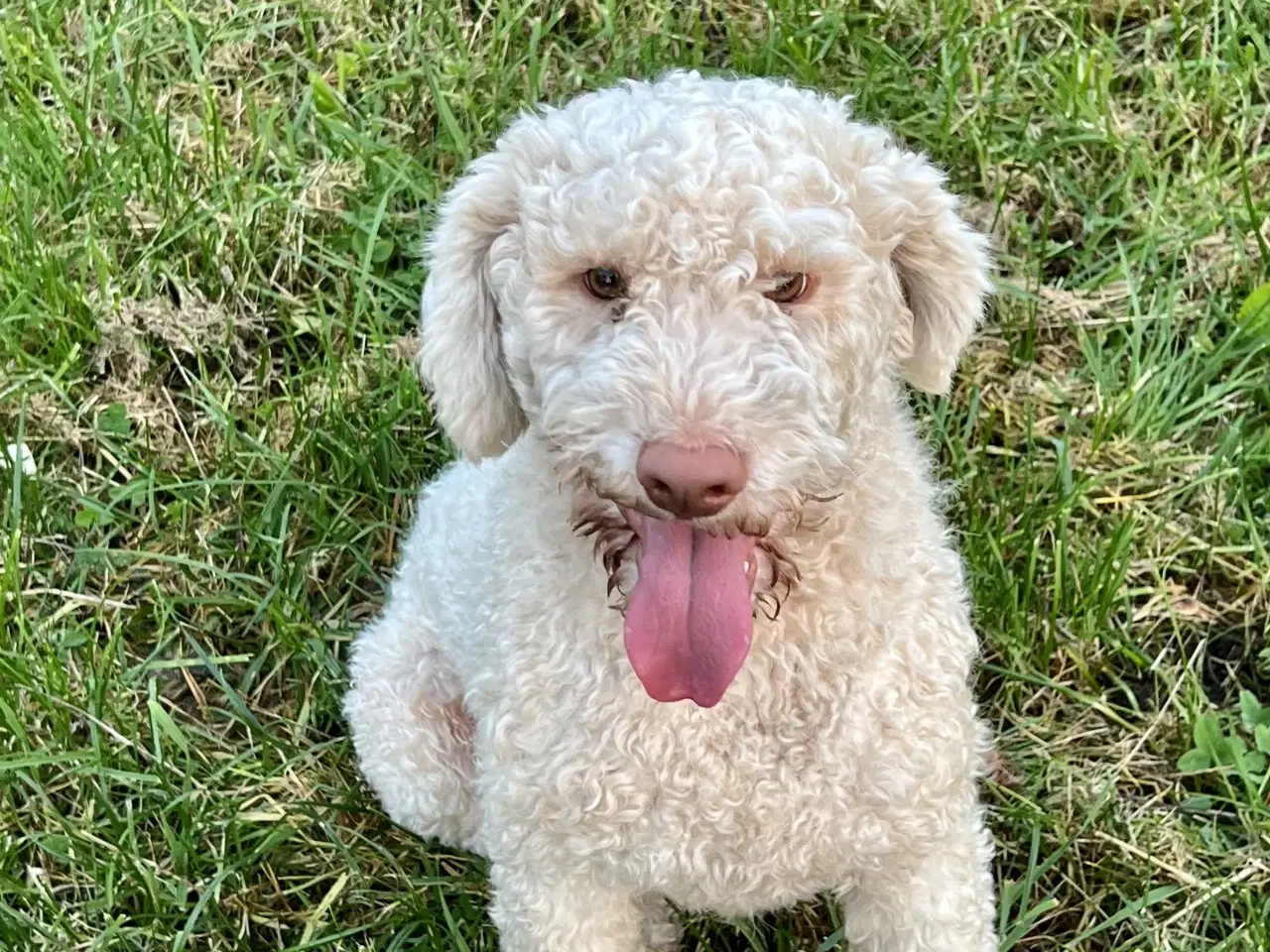 Billede 4 - Lagotto Romagnolo han sælges