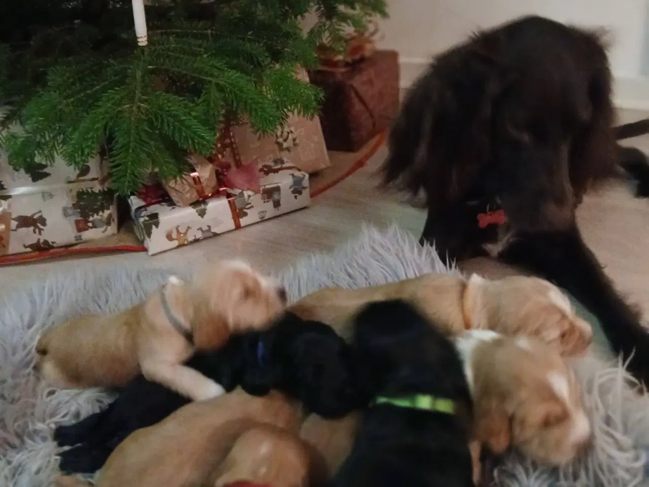 Billede 1 - Cocker Spaniel hvalpe sælges