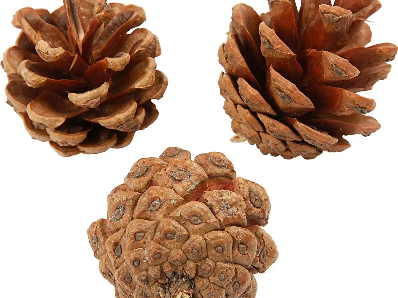 Billede 1 - Ægte Fyrrekogler til Dekoration - 500g, 40mm