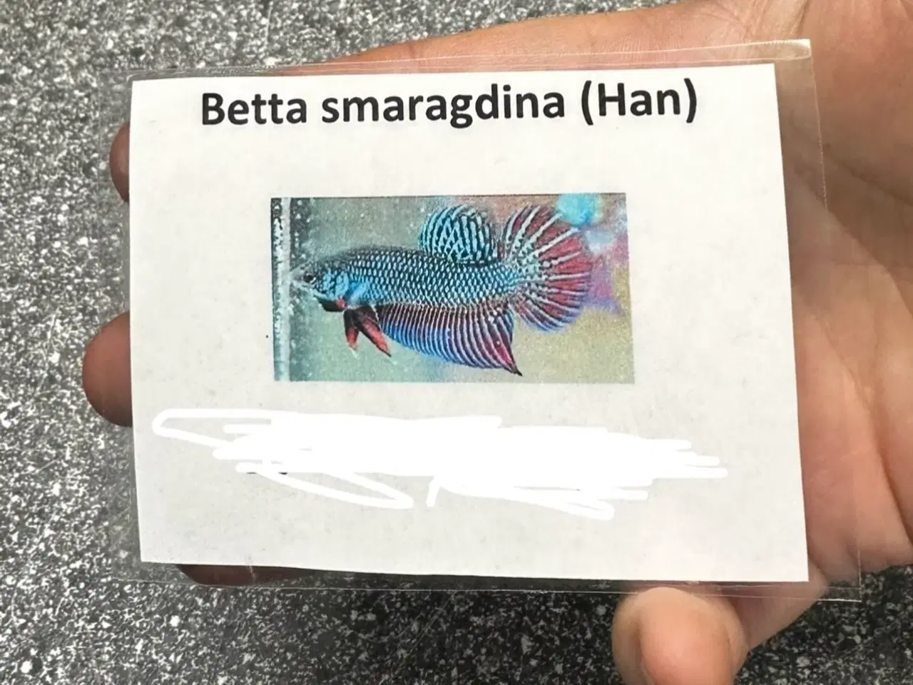 Billede 1 - Betta