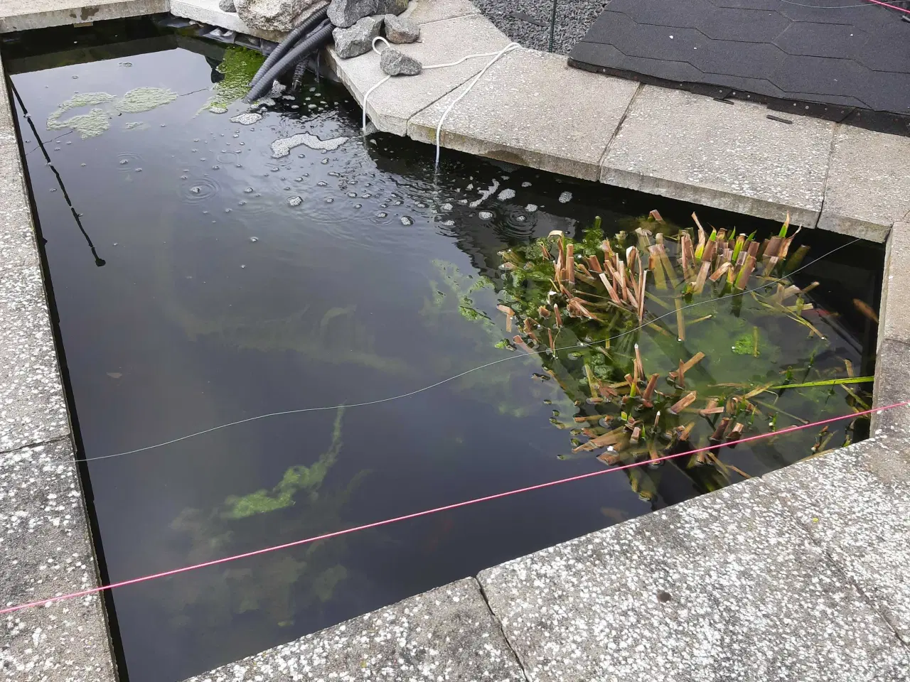 Billede 3 - Havebassin 
