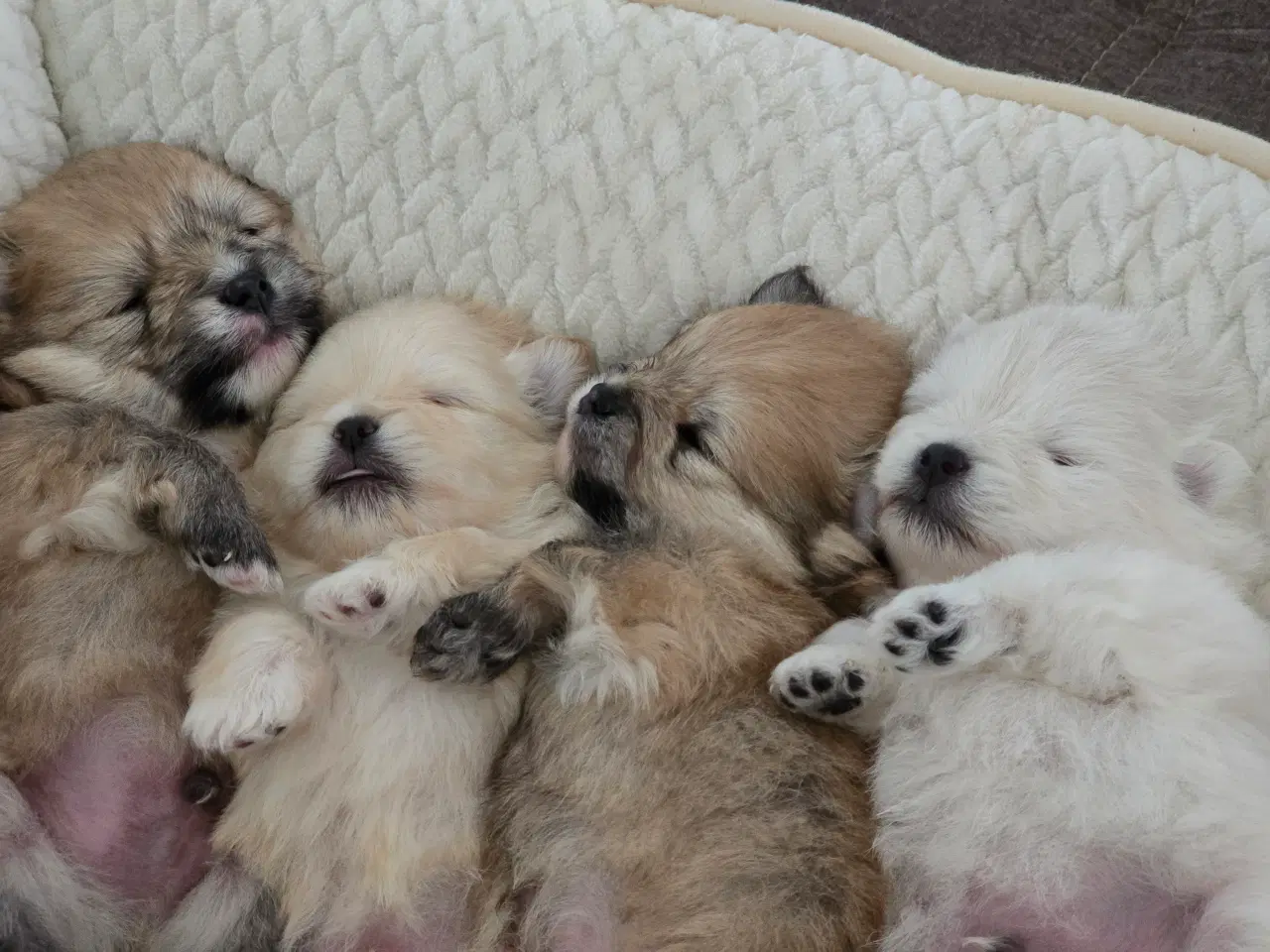 Billede 5 - Pomeranian hvalpe , 4 søde drenge. 