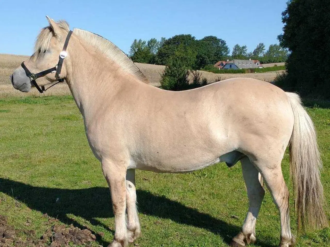 Billede 1 - Fjordhest 3-års vallak. 