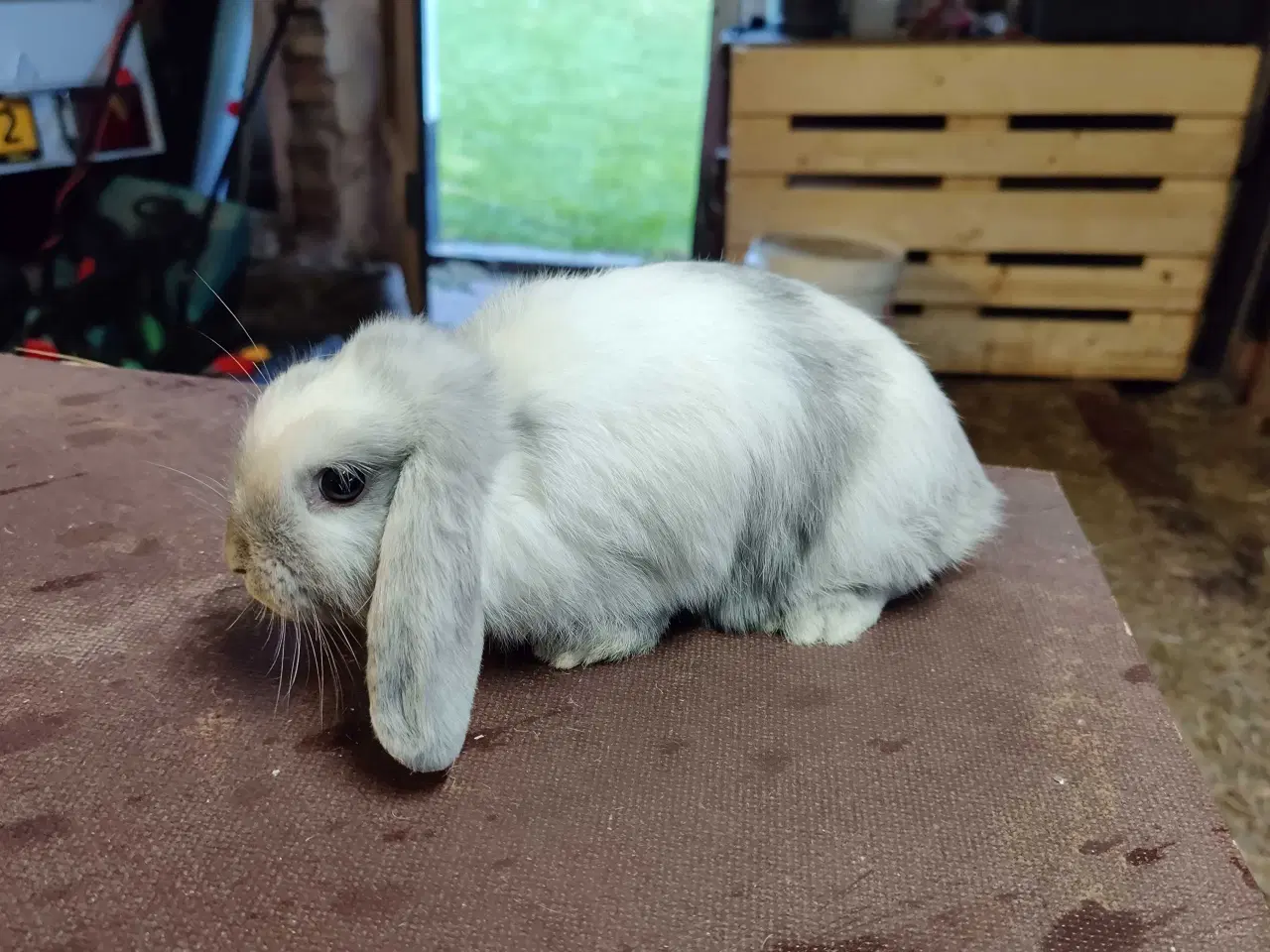 Billede 5 - Dværgvædder satin unger