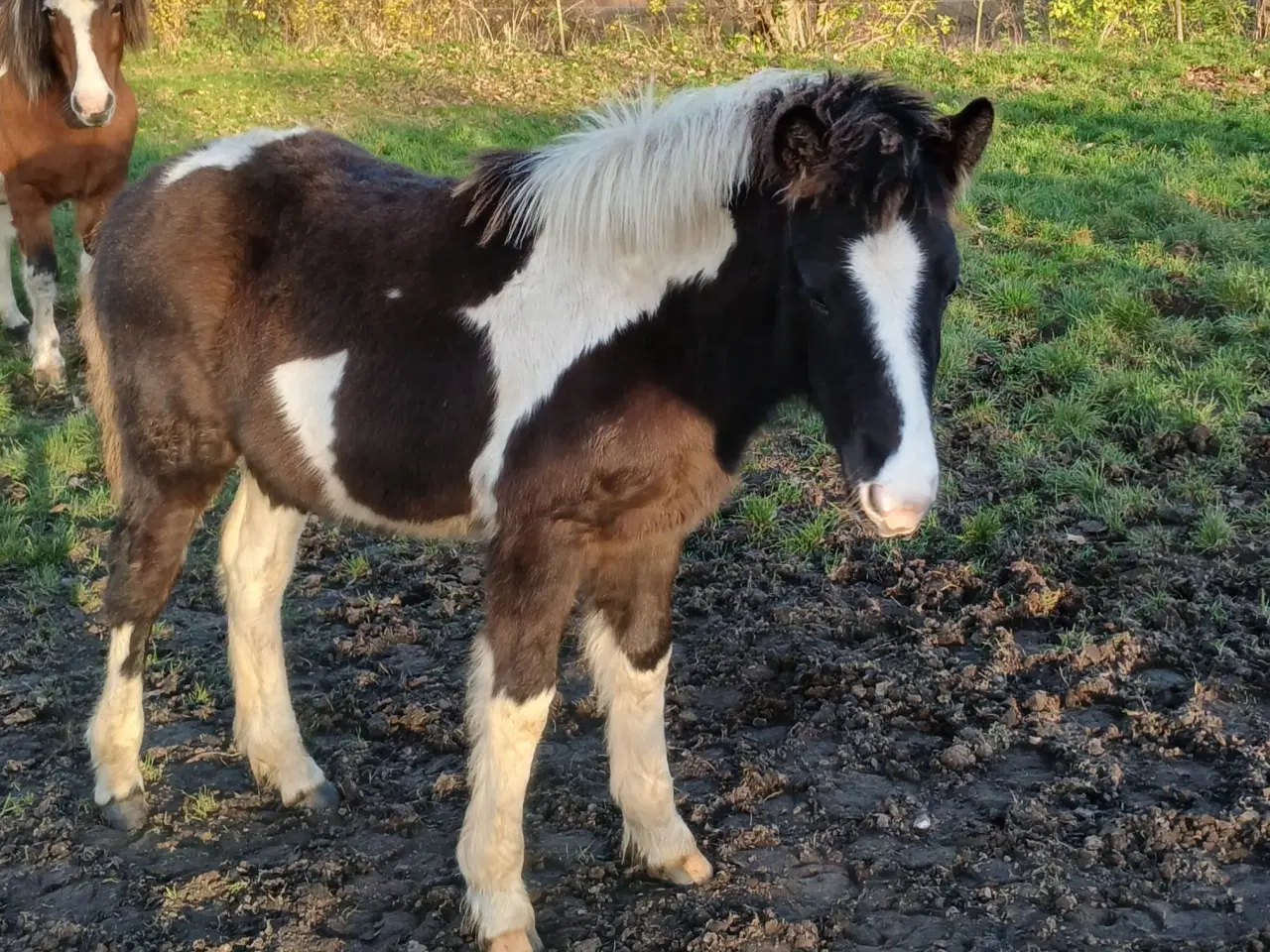 Billede 9 - Hoppeføl sælges