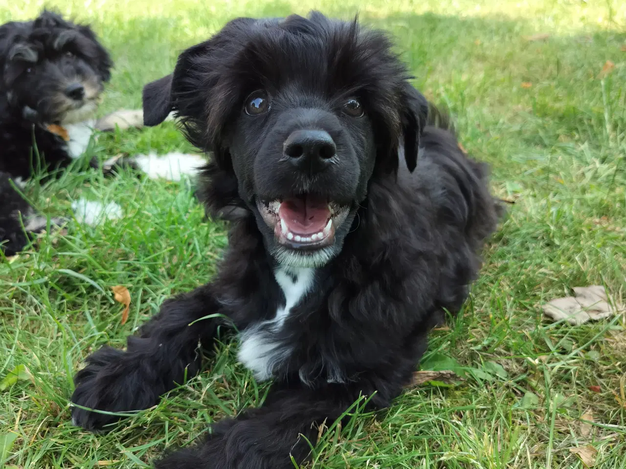 Billede 5 - Chinese crested powder puff dreng med DKK stambog