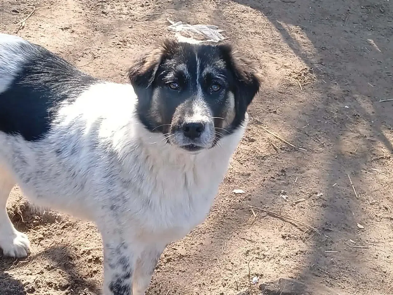 Billede 11 - Sødeste Lumos 🩷