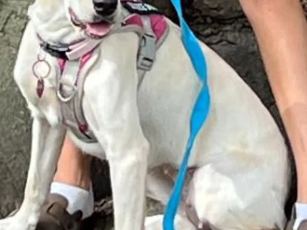 Billede 6 - Labrador 