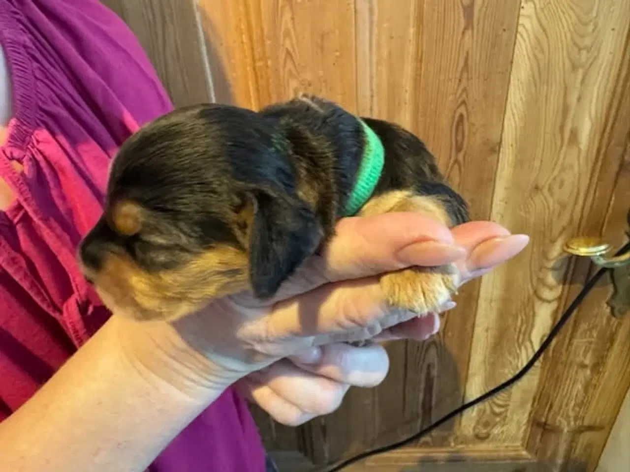 Billede 4 - Engelsk Cocker Spaniel hvalpe 
