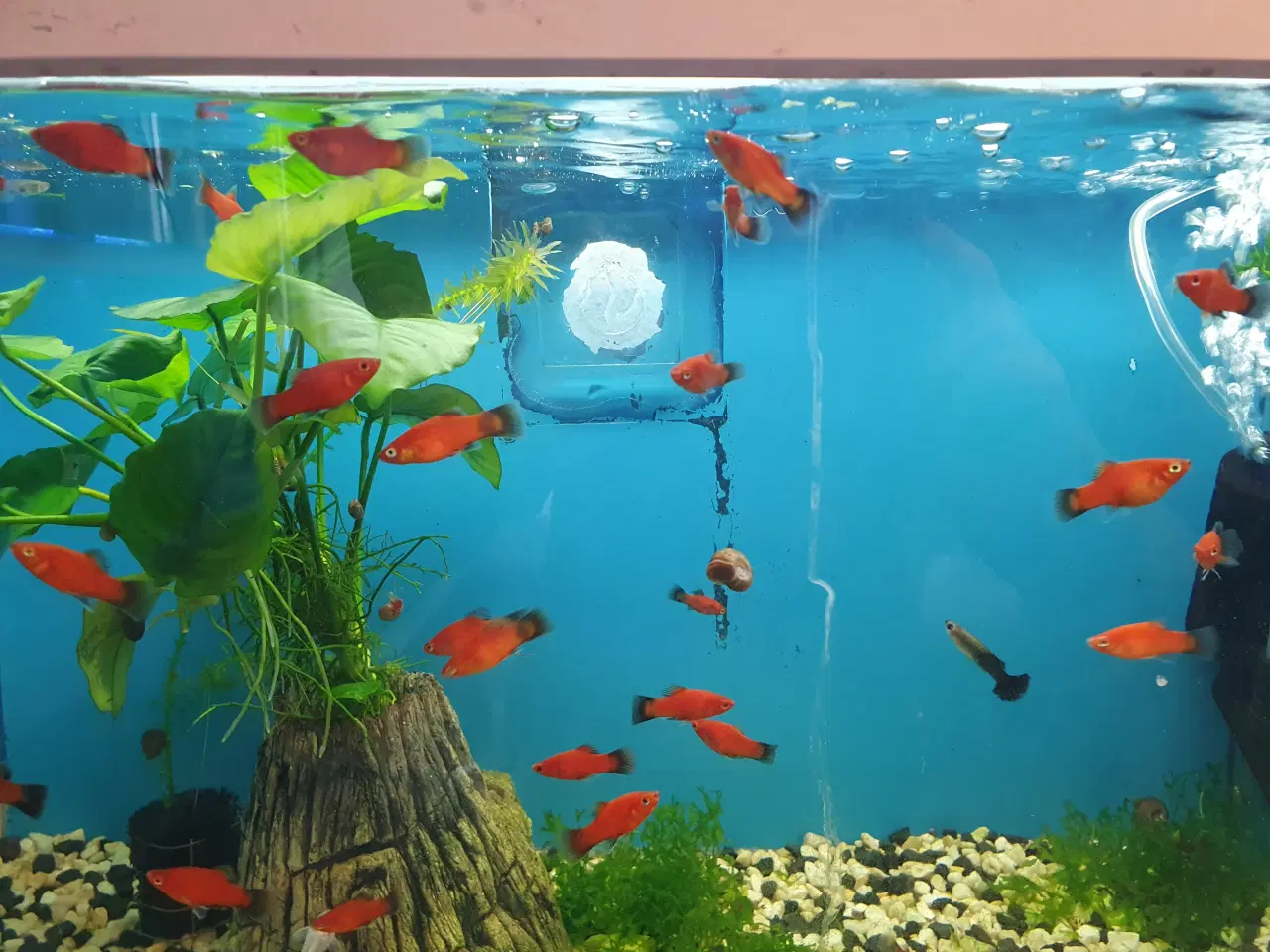 Billede 6 - đ Platy akvariefisk sĂŚlges â flotte farver og sun