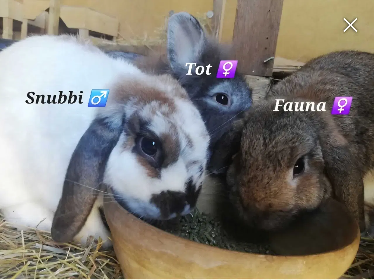 Billede 4 - HASTER 3 kaniner bortgives