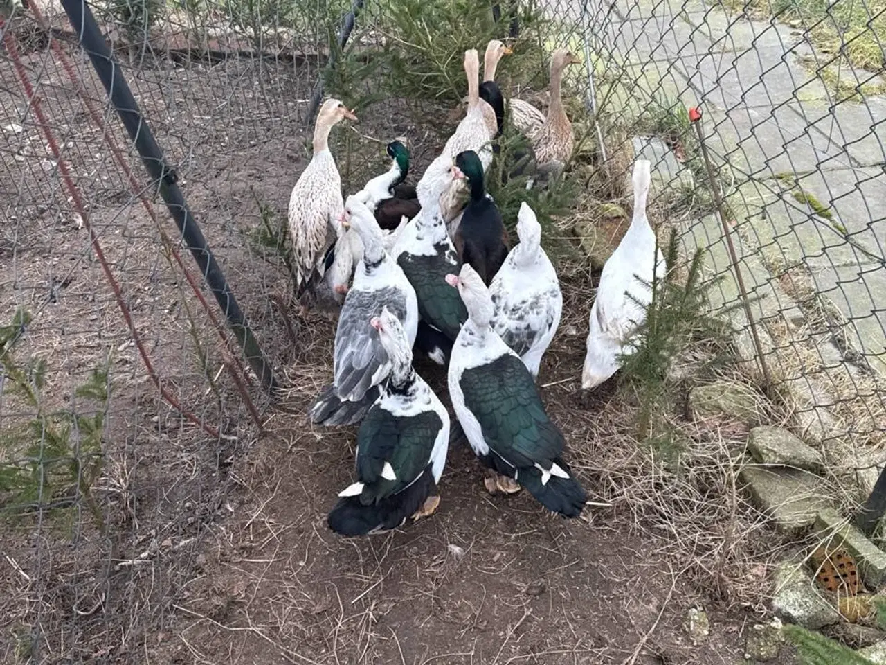 Billede 5 - Andeæg, æg fra anatidae, 