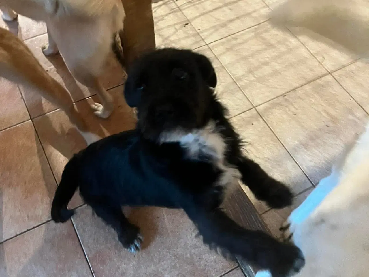 Billede 5 - Asta basta søger hjem 