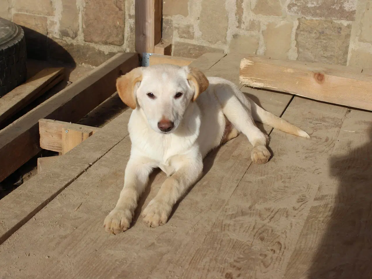 Billede 5 - Åh åh åh Buster… kigger efter sin familie