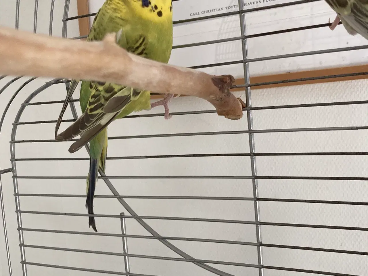 Billede 4 - Undulater 2 stk