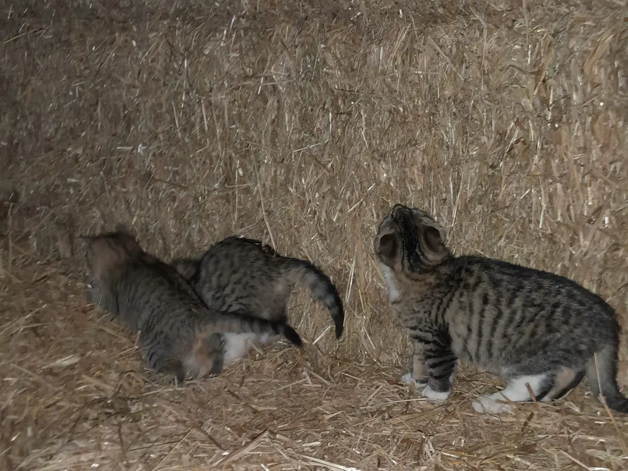 Billede 4 - Kattekillinger til salg