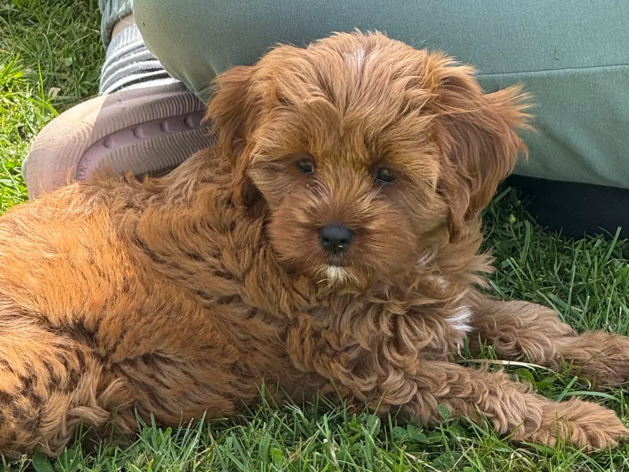 Billede 10 - Cavapoo  