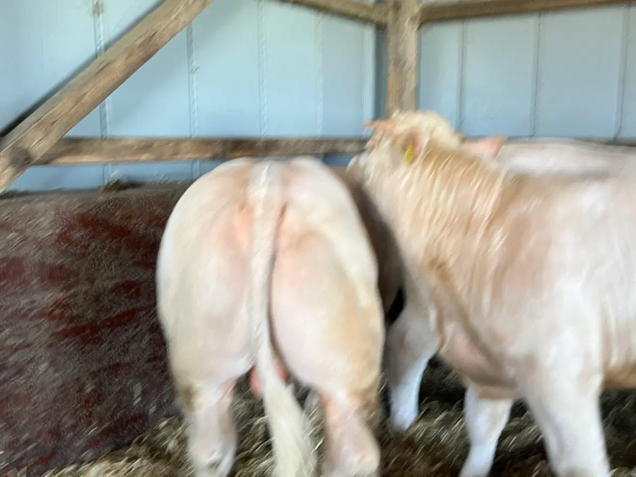 Billede 1 - Charolais avlstyr