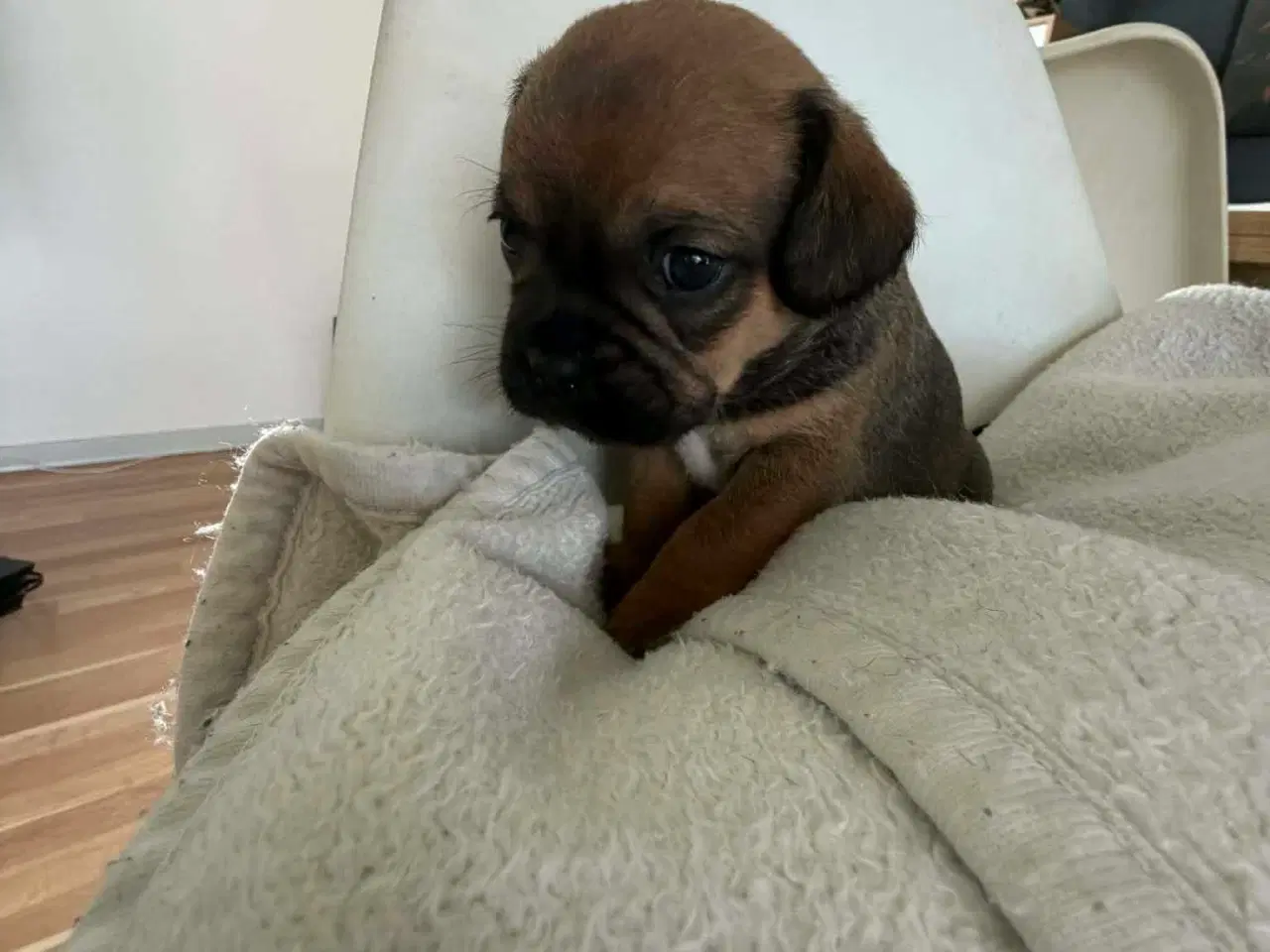 Billede 4 - Mops bl gravhund beagle bomuld