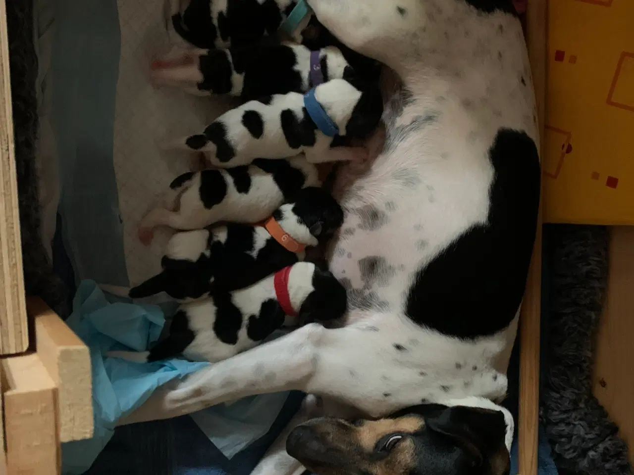 Billede 10 - Dansk svensk gårdhund hvalpe