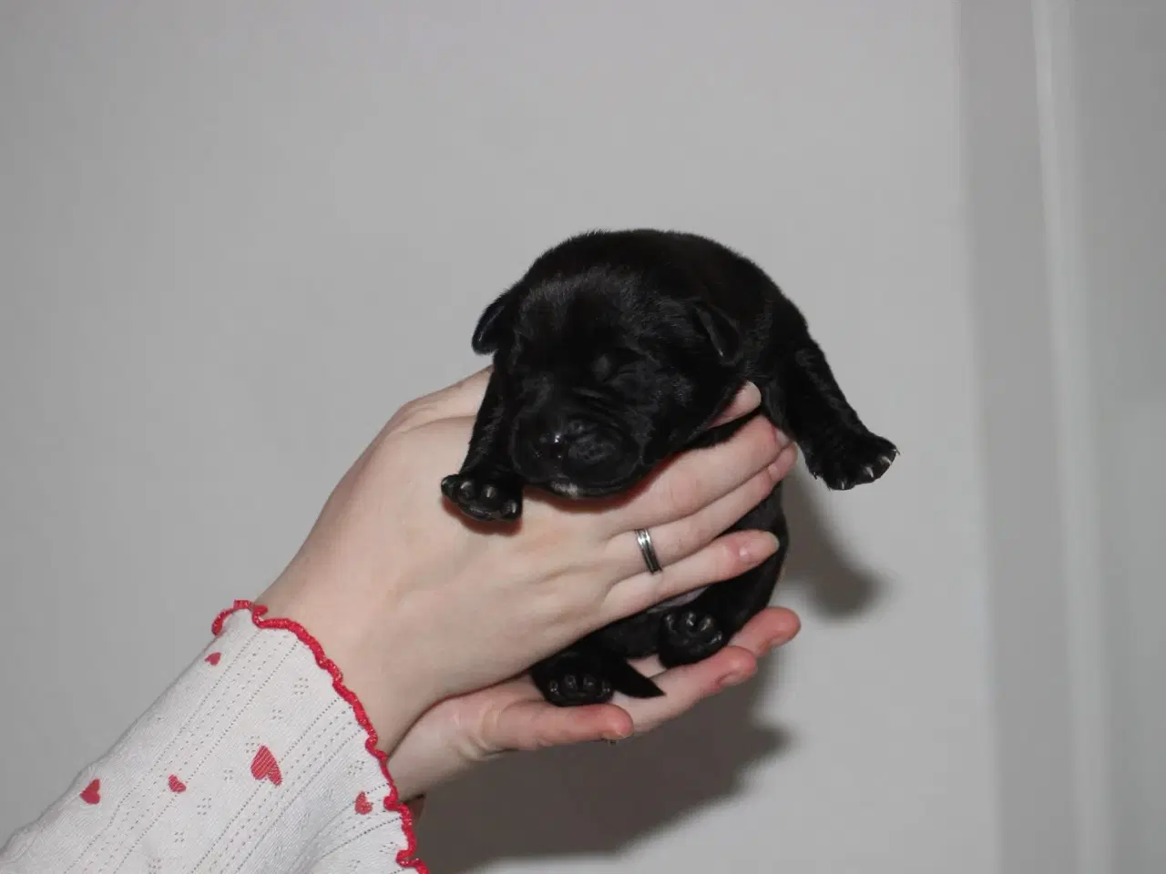 Billede 1 - Labrador/retriver/staffordshire bullterrier hvalpe