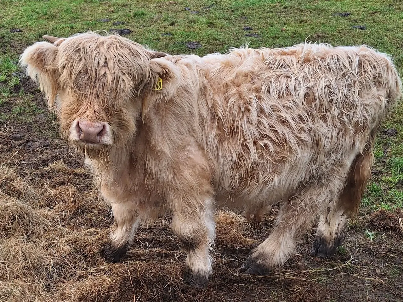 Billede 2 - Skotsk højlandskvæg tyrkalv