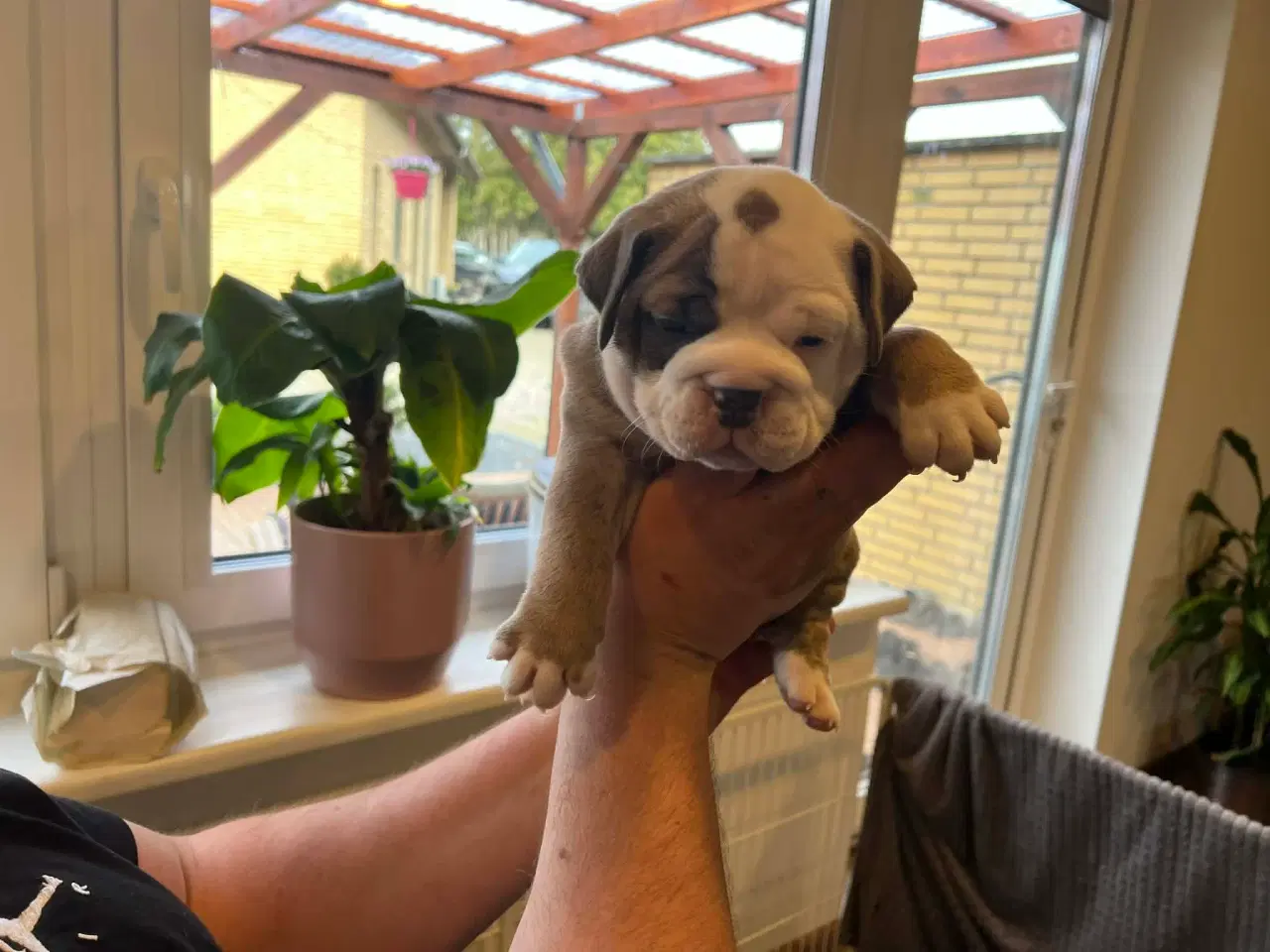 Billede 2 - Old english bulldog