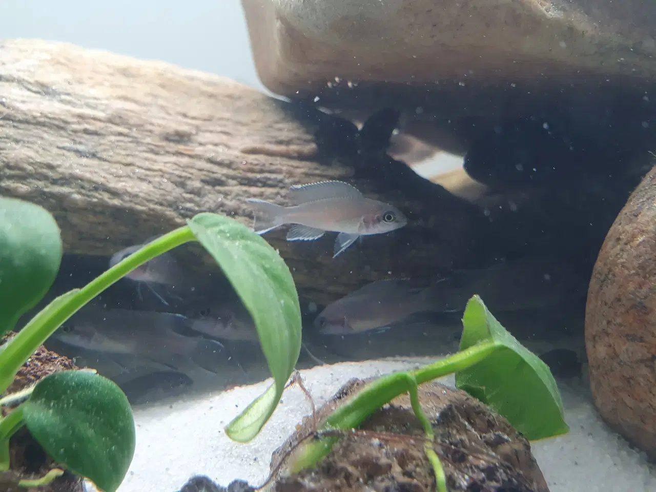 Billede 16 - Prinsessecichlider (Neolamprologus brichardi)